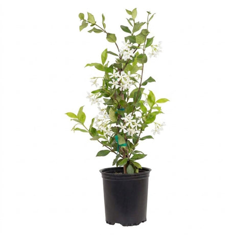 Potted star jasmine plant with green leaves and white flowers on a white background