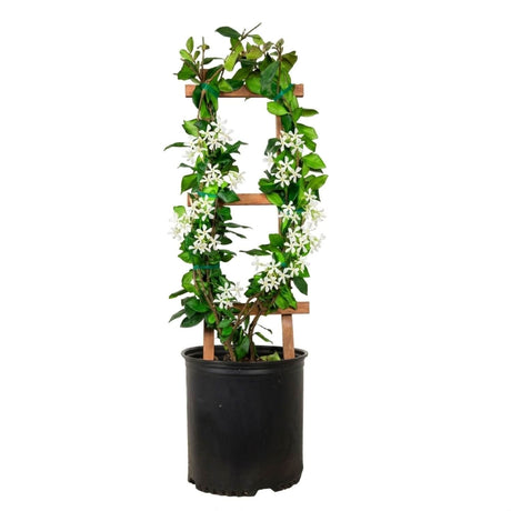 Potted Star Jasmine plant with white flowers and green leaves on a wooden trellis against a white background