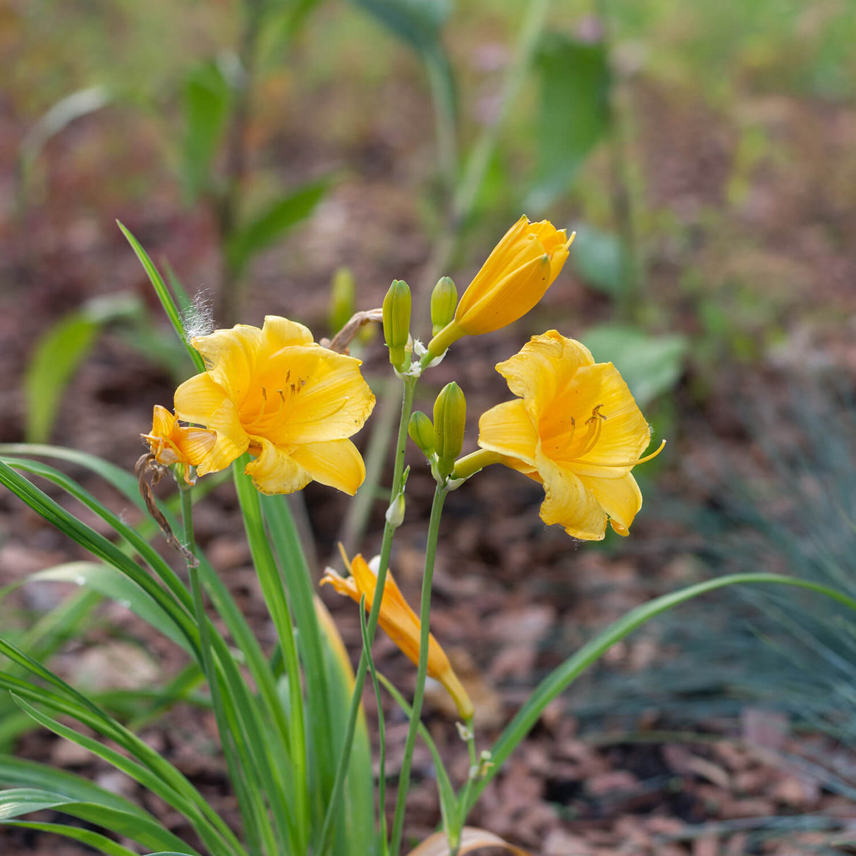 Stella De Oro Daylily