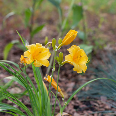 many golden yellow trumpet daylily flowers blooming over bright green flowers on stella de oro daylily plant