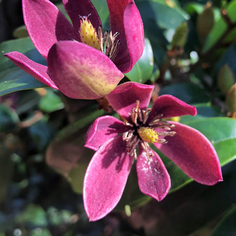 Closeup of the Pink flower on the Stellar Ruby Magnolia