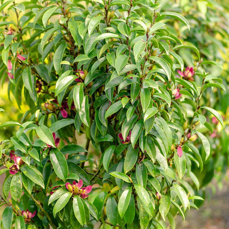 Stellar Ruby Magnolia shrub with ruby-red star-shaped flowers in bloom