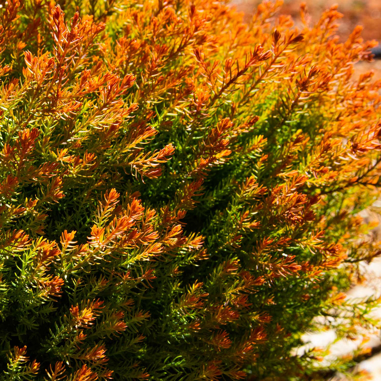 Fire Chief Arborvitae (Thuja)