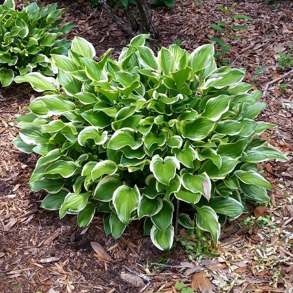 SunHosta Hosta
