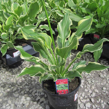 SunHosta planted in black container
