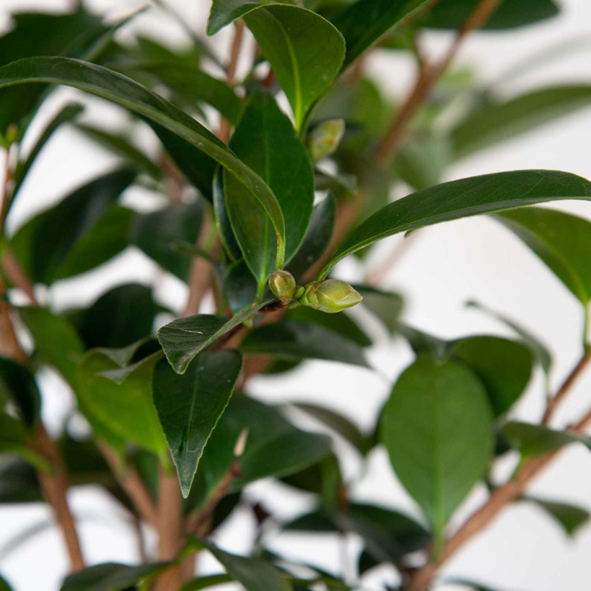 Tama Vino Camellia Foliage and Flower Buds