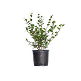 Camellia japonica 'Tama Vino' is a stunning evergreen shrub known for its semi-double, wine-red to pink flowers with white borders - Shown in black grower pot