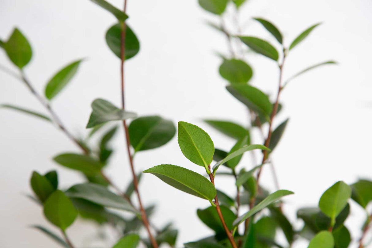 Foliage Close up image of the Tama Vino Camellia shrub