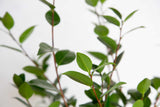 Foliage Close up image of the Tama Vino Camellia shrub
