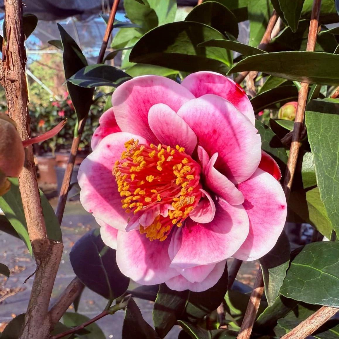 Camellia japonica 'Tama Vino' is a stunning evergreen shrub known for its semi-double, wine-red flowers with a broad white border, making it a beautiful addition to any garden.