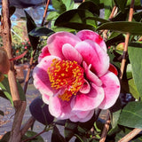 Camellia japonica 'Tama Vino' is a stunning evergreen shrub known for its semi-double, wine-red flowers with a broad white border, making it a beautiful addition to any garden.