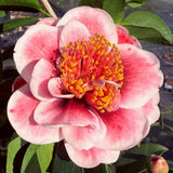 Flower of the Tama Vino Camellia - Pink to Red Blooms with White edges