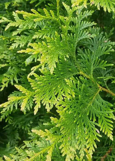 Green Giant Arborvitae evergreen foliage closeup