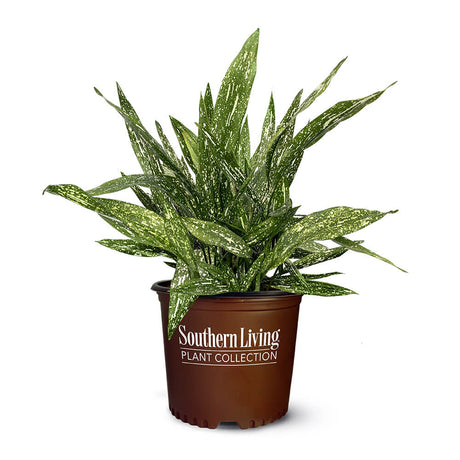 Tokyo Skies Aspidistra for sale in a 2 gallon container
