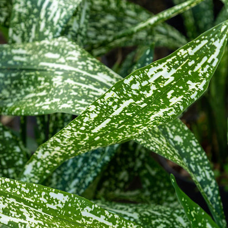 Tokyo Skies aspidistra closeup foliage of variegation