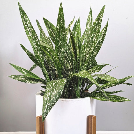 Tokyo Skies aspidistra (Cast Iron Plant) planted in a deco houseplant container