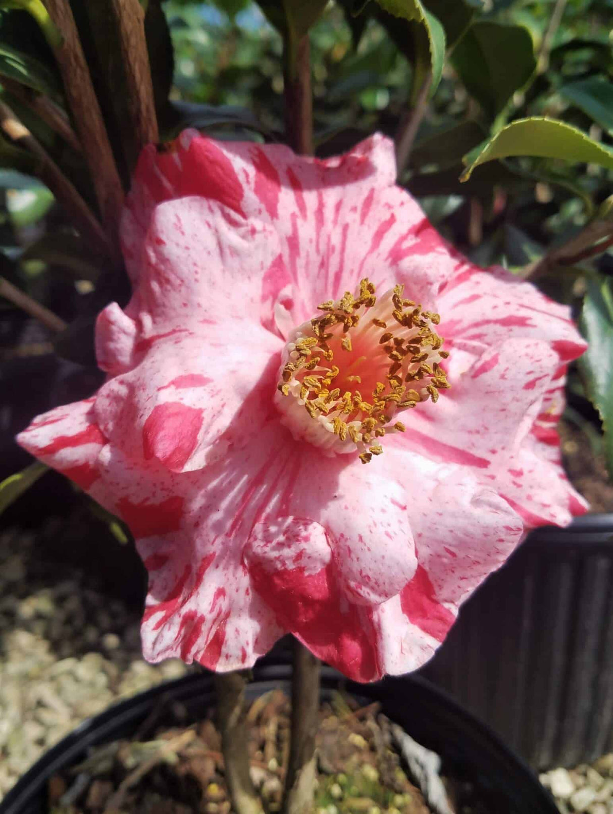 Tricolor Superba Camellia (Japonica)