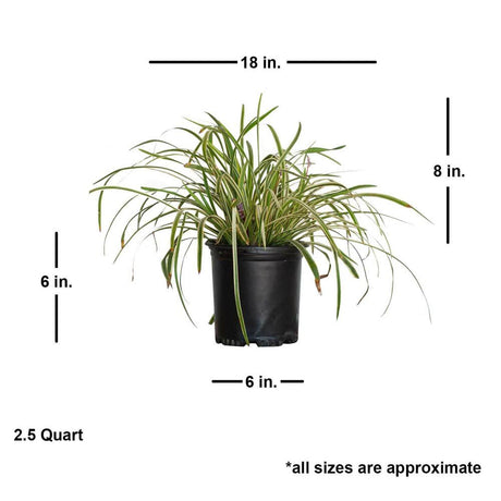 variegated liriope monkey grass dimensions purple flower blooms