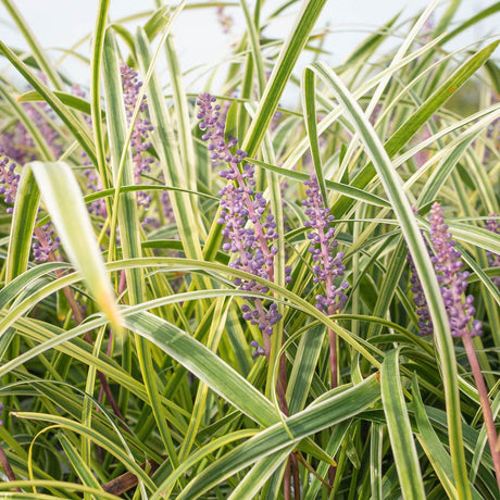 Variegated liriope grass plant with long green and cream striped leaves and clusters of small purple flowers.