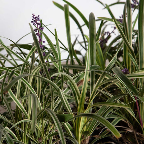 variegated liriope monkey grass edging sidewalk purple flower blooms