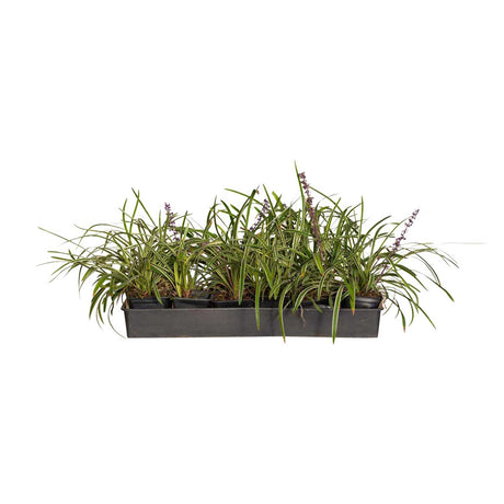 18 3x3 pots of variegated liriope