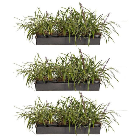 variegated liriope grass with purple blooming flowers in 1 inch liners. 18 per pack