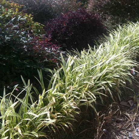 variegated liriope monkey grass edging sidewalk purple flower blooms