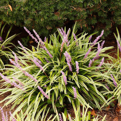 A variegated ornamental liriope grass plant with long, narrow green and cream leaves, featuring upright spikes of small purple flowers, photographed outdoors in front of a dark green shrub.