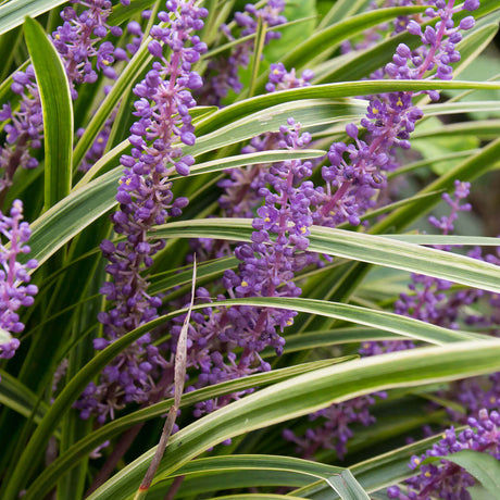 Close-up of a live variegated liriope plant with long, narrow variegated green and cream leaves and dense clusters of small purple flowers.