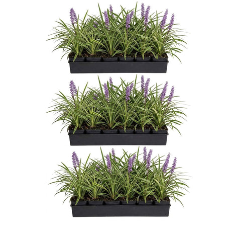 Three identical potted plants arranged vertically on a plain white background. Each plant has long narrow green leaves and several upright purple flower spikes, growing in a rectangular black nursery tray. 54 pack of small pots