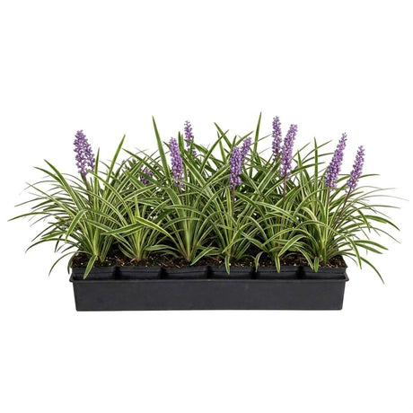 A rectangular black nursery tray holding multiple small green ornamental liriope grass plants with long sword-like leaves and upright purple flower spikes, photographed on a plain white background.