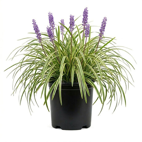 A potted variegated liriope lilyturf grass plant with long green and cream leaves and purple flower spikes, in a black plastic nursery pot on a white background.