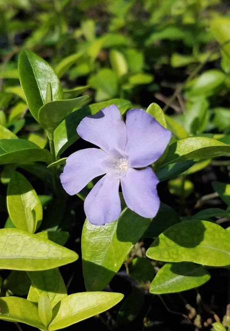 Vinca Minor 'Common Periwinkle'