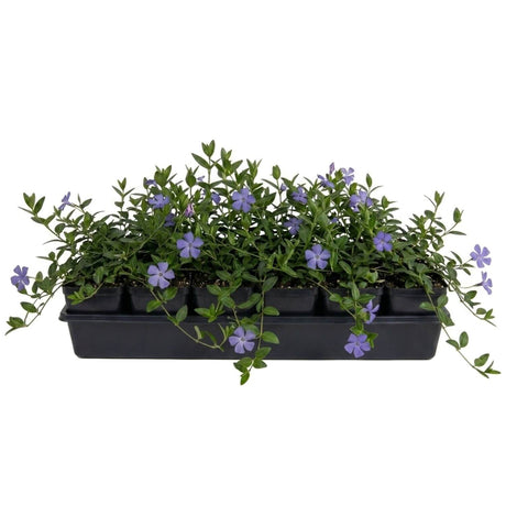Tray of Vinca Minor Periwinkle plant plugs in containers that can be ordered online by the flat - buy vinca vine plants online at plants by mail