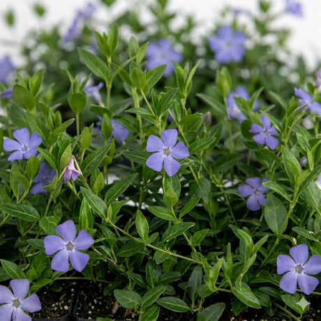 Vinca Minor Periwinkle Plant Close up of the foliage and lavender violet blue flowers of this perennial groundcover plant 