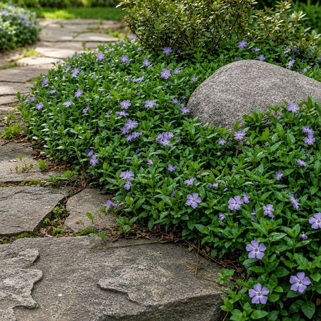 Vinca Minor Plants used in a landscape along a stone path used as a ground cover in a rock garden