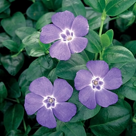 Vinca Minor Blooms - Three purple Periwinkle flowers with green leaves on a dark background