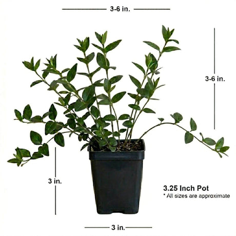 Single Cell Pot of a Periwinkle Vinca Minor Plant showing the size of the individual plant from the tray that can be purchased online