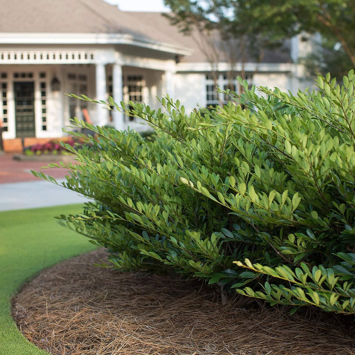 Vintage Jade Distylium bushes used in an elegant front yard landscape