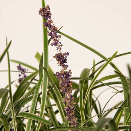 variegated liriope monkey grass edging sidewalk purple flower blooms