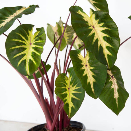 Waikiki colocasia elephant ear tropical taro plant