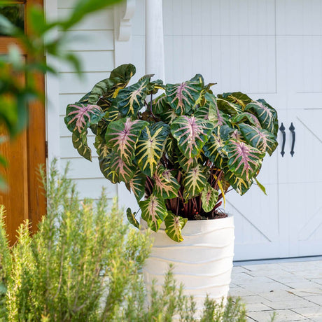pink green waikiki colocasia plant elephant ear for sale online planted in a container
