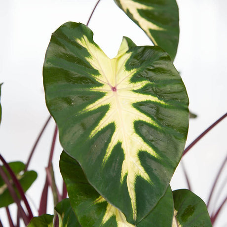 tropical waikiki colocasia purple elephant ear taro closeup of variegated foliage