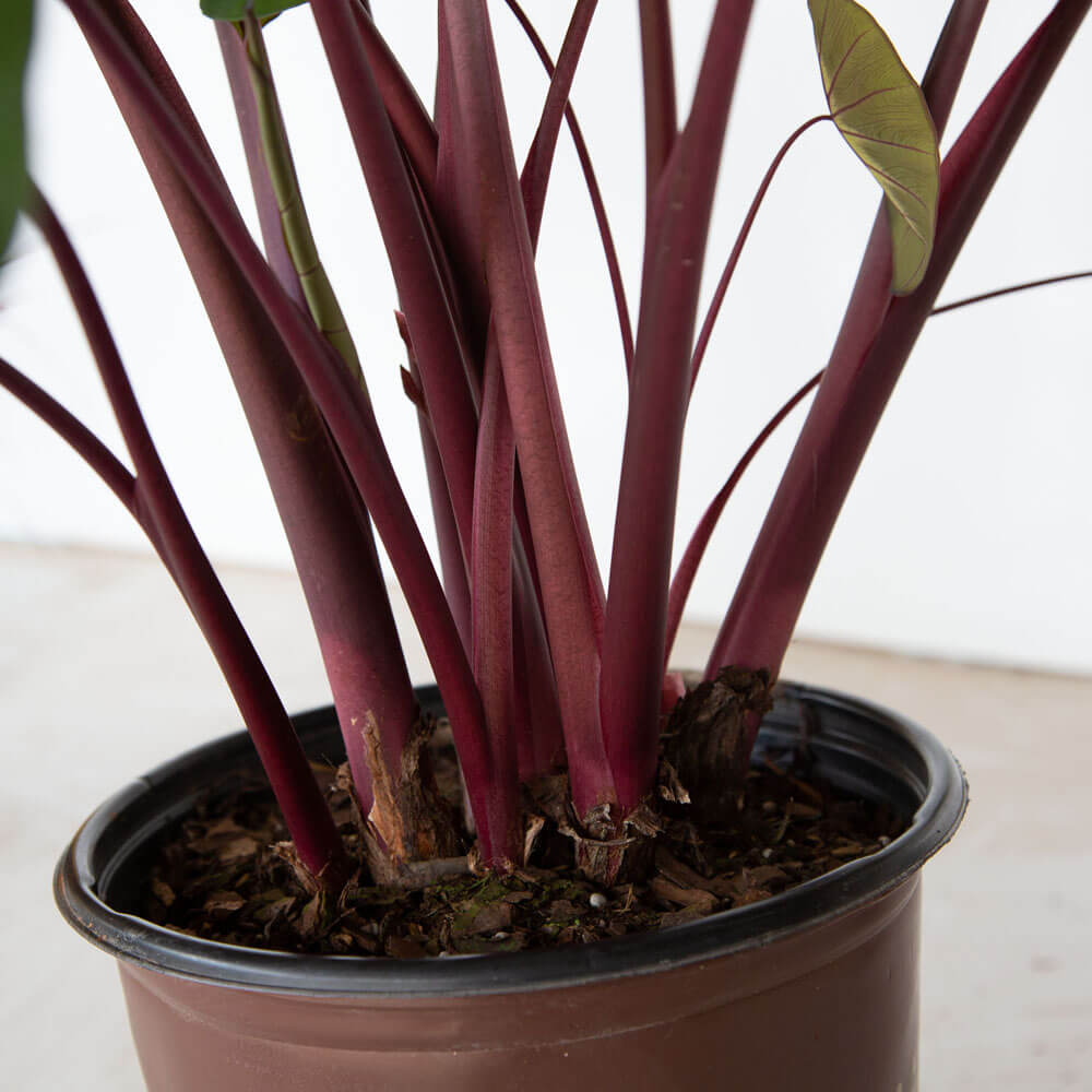Colocasia Royal Hawaiian Waikiki - Tropical Elephant Ear