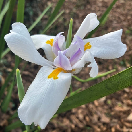 A close-up of a white african iris flower with pale purple and yellow accents, surrounded by green leaves and a blurred brown mulch background.