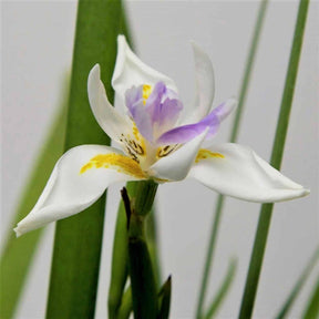 White African Iris Bloom with purple and yellow accents on the petals