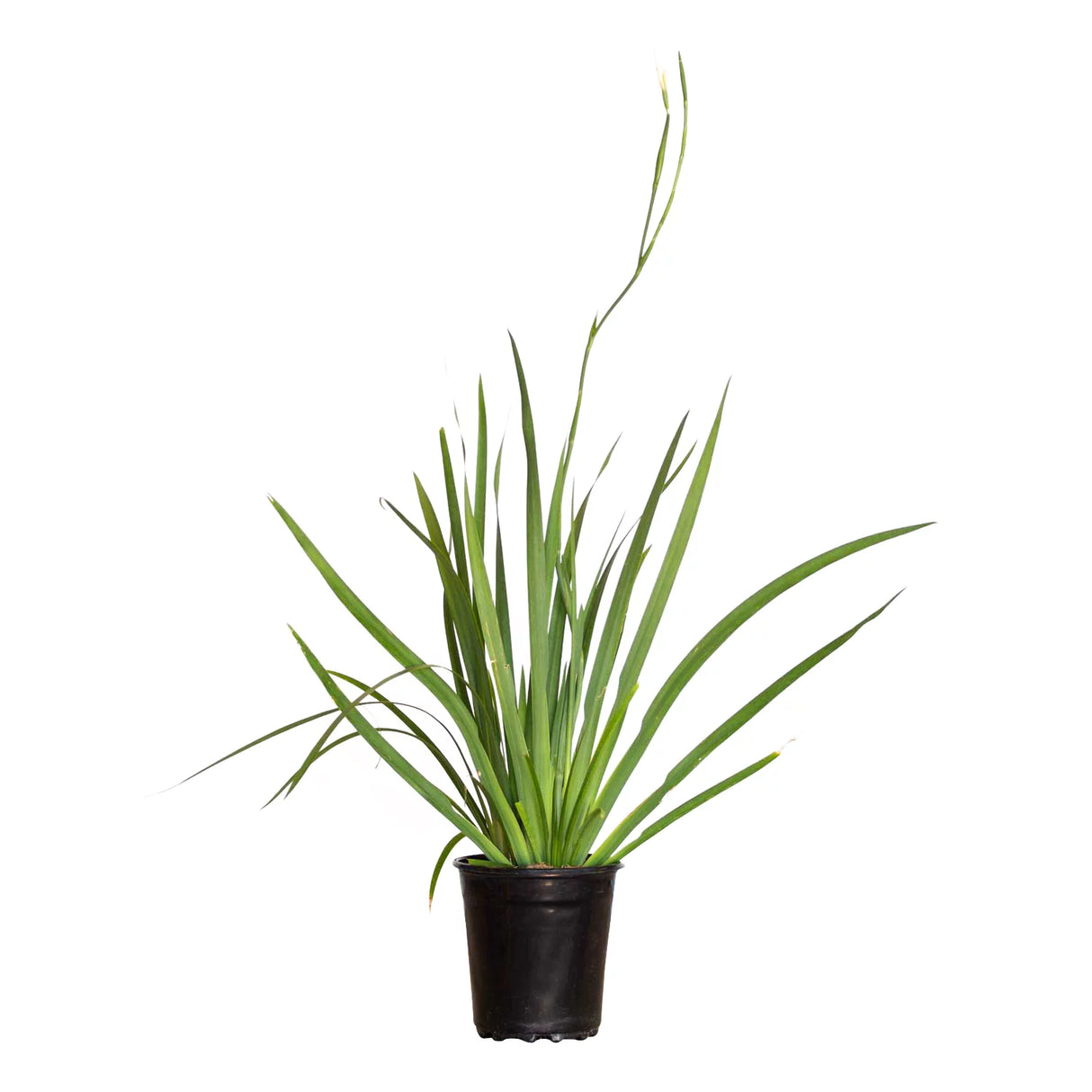 white african iris with fan like foliage with showy white flowers thrives in USDA 8 - 11