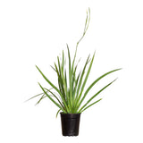 white african iris with fan like foliage with showy white flowers thrives in USDA 8 - 11