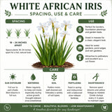 use, care, and spacing infographic for white African iris plants - Learn how to use this flowering full sun perennial in your garden and landscape