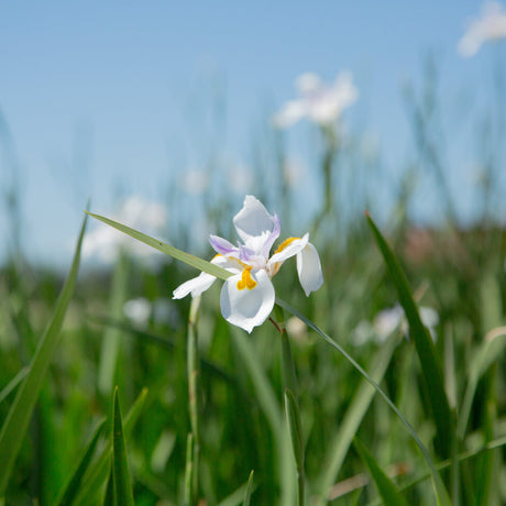 African white iris flower shown in the landscape